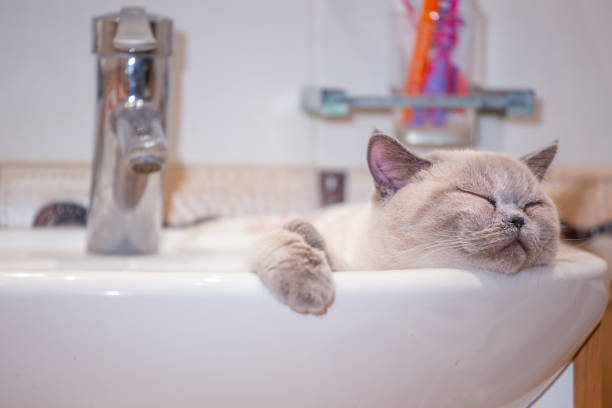 istock British shorthair colorpoint cat Ludwig 1223638578