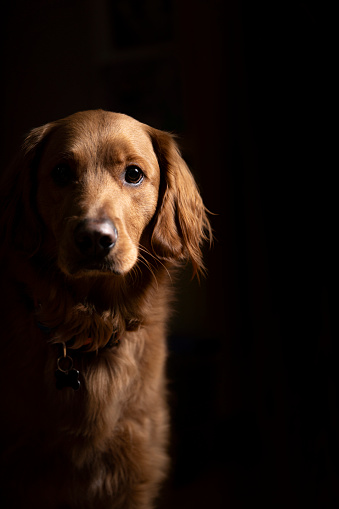 A portrait of a Golden Retriever Dog.  Dramatic side lighting creates a black background as the dog looks at the camera in a front view.