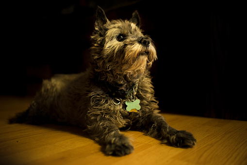 A  dark Cairn Terrier looks up at a light as he rests on the hardwood floor.  The shot has a black background.
