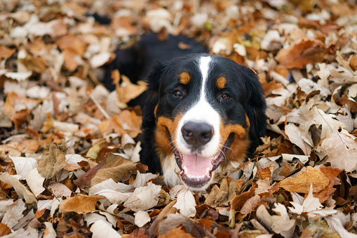 A Bernese Mountain Dog looking at the camera while laying in a pile of autumn leaves.  The shot is taken from above, has a simple  background of just leaves.