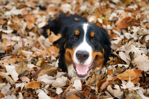 bernese mountain dog brincando em folhas de outono - 4537 - fotografias e filmes do acervo