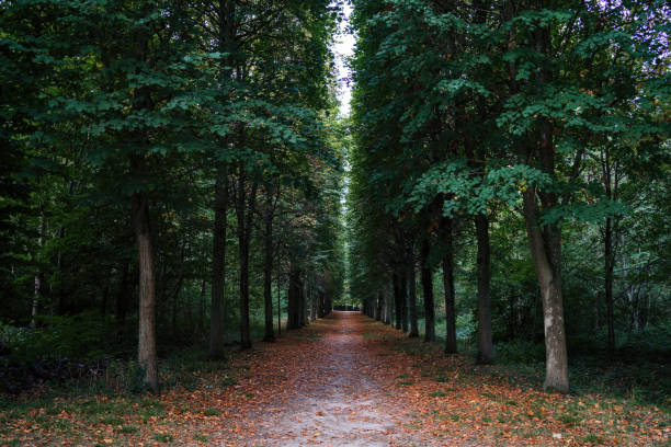 countryside alley