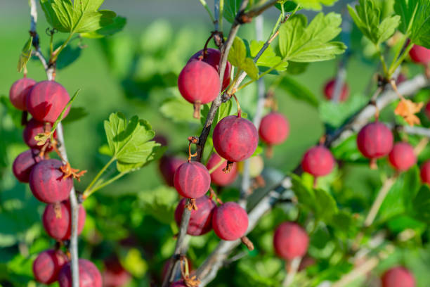 frische stachelbeere auf einem ast eines stachelbeerbuschs im garten. - gooseberry fruit growth green stock-fotos und bilder