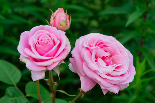 istock Colorful, beautiful, delicate rose in the garden 1223640267