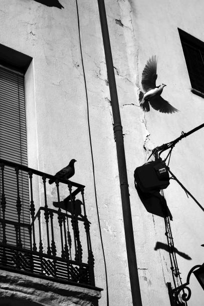 istock dove flying from balcony in Cordoba 1223640593