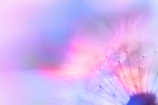 Beautiful Abstract Macro Dandelion pink, blue and orange, no people with copy space