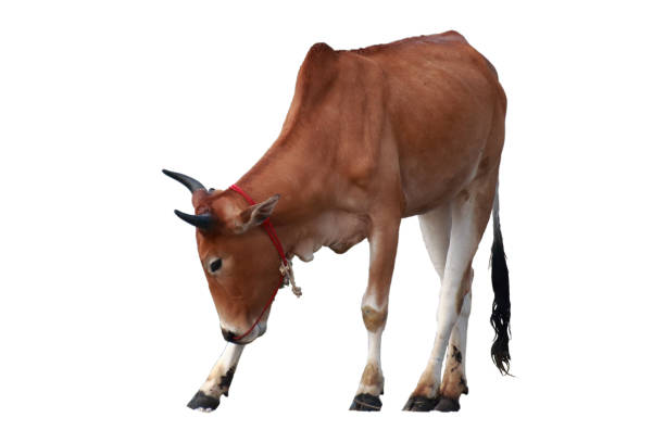 istock An image of a cow with a white background 1223644591