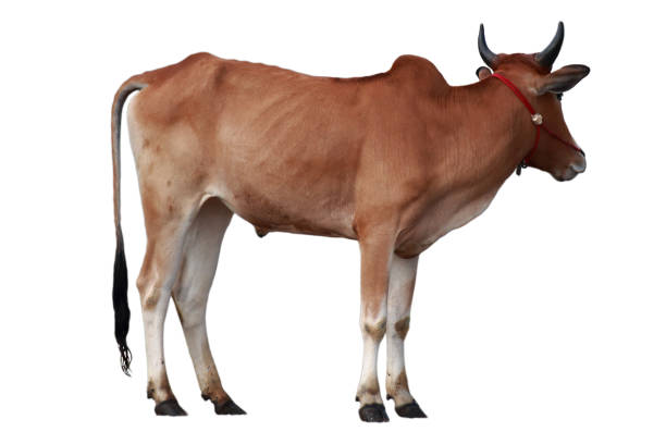 istock An image of a cow with a white background 1223644985