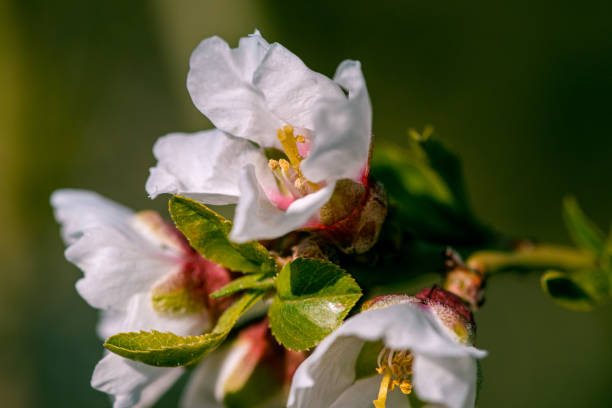 istock Almond tree bud macro photo 1223647858