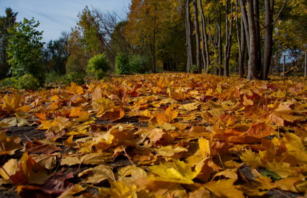 istock Maple autumn in the Park 1223648698