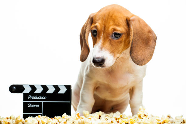 istock image of dog white background 1223650160