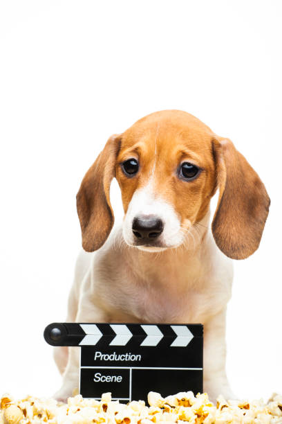 istock image of dog white background 1223650187