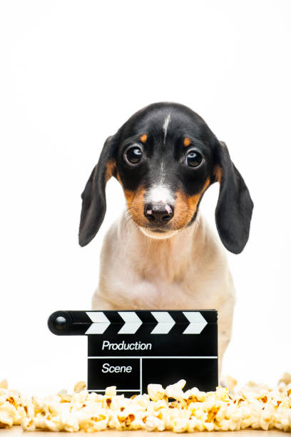 istock image of dog white background 1223650214