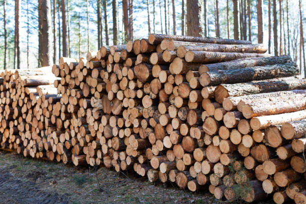 istock Stacks of cut wood 1223650328