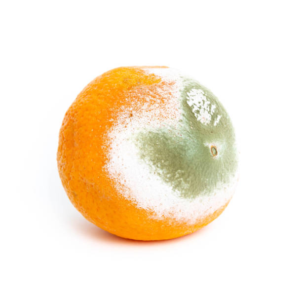 istock Moldy rotten orange isolated on white 1223650344