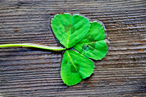 istock waterdrop on a three-leaf clover leaf on wood background. 1223650784