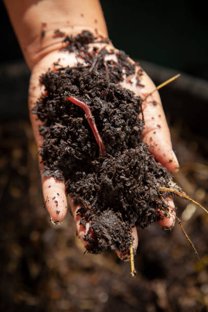 lombrico in compost - humus soil foto e immagini stock