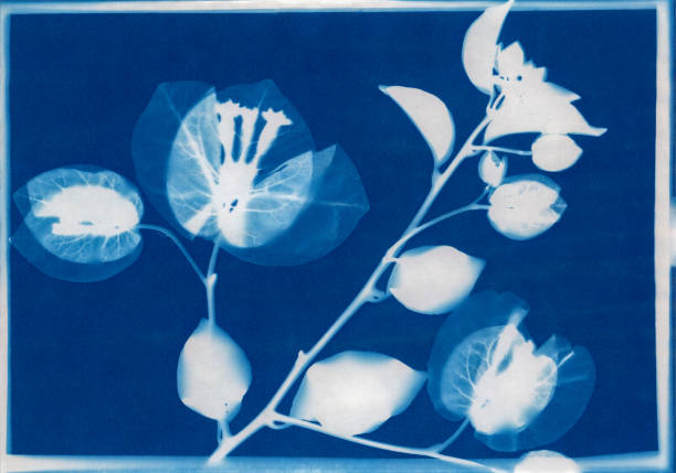 Cyanotype print of bougainvillea.
