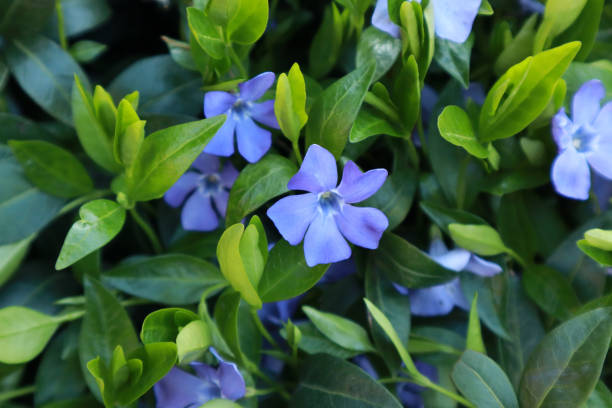istock Vinca minor blue spring flowers 1223654142