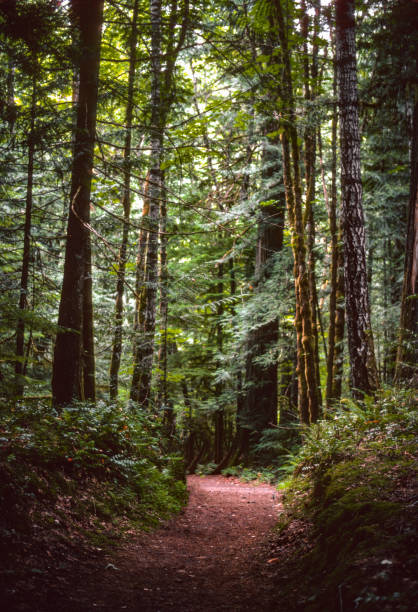 istock North Cascades NP - Trail in the Forest - 1989 1223655376