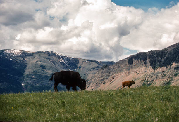 Glacier NP - Buffalo - 1989