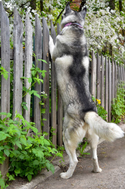 istock curious dog peeks over the fence 1223656572