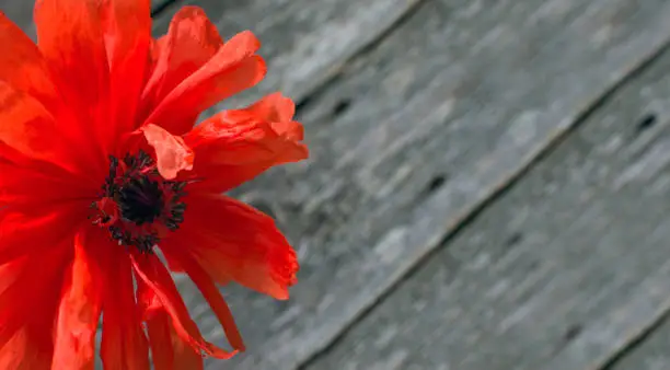 National american holiday Memorial Day concept. Wooden background with red poppy flower. Anzac day - Australian and New Zealand national public holiday, poppy flowers memorial background