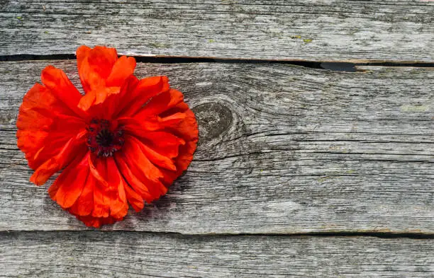 National american holiday Memorial Day concept. Wooden background with red poppy flower. Anzac day - Australian and New Zealand national public holiday, poppy flowers memorial background