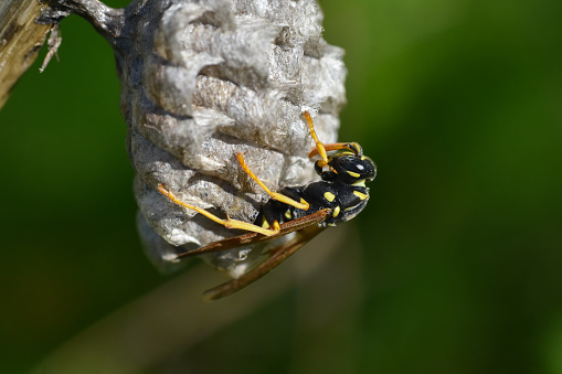 Macro of wild wasp resting in hive vespiary