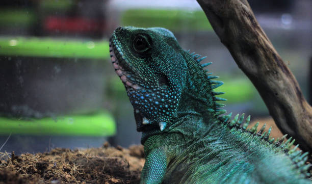 istock Chinese water dragon lizard close-up, Physignathus cocincinus 1223658539