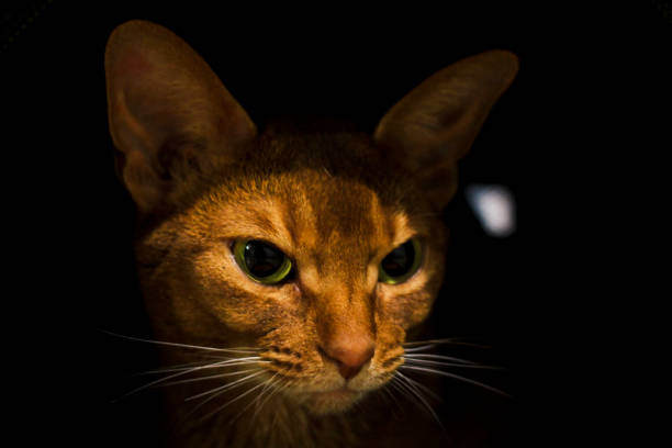 istock Abyssinian red cat on black background close-up 1223658569