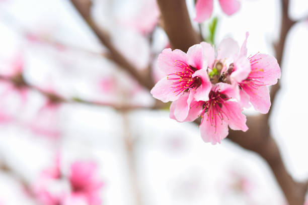 istock Pink flower blossom macro photography 1223658757