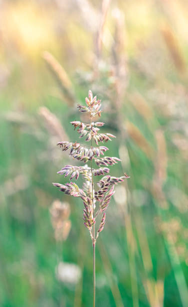 istock A single pastel flowers in a meadow 1223658787