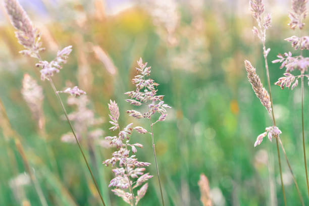 istock Pastel flowers in a meadow 1223658811