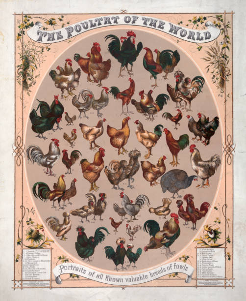 Poultry Breeds Vintage illustration features portraits of all known valuable breeds of fowls as recorded in the late 19th century. male red junglefowl gallus gallus stock illustrations