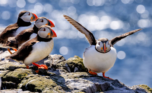 A flock of Atlantic puffins are relaxing on a big stone under hot sunlight. Farne Islands, Northumberland England, North Sea. UK The flock of Atlantic puffins are standing on a cliff under sunlight. Farne Islands, Northumberland England, North Sea farne islands stock pictures, royalty-free photos & images
