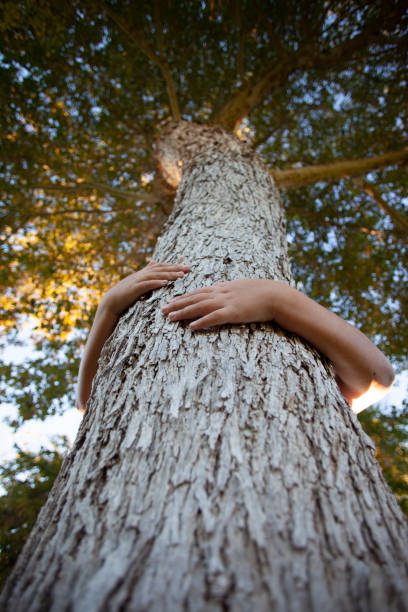 Hands and arms wrapped around tree trunk below looking up at canopy in Chandler, AZ, United States