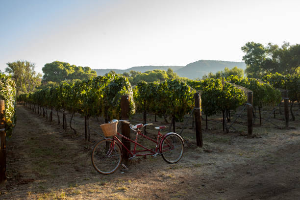 istock Tandem bicycle in vineyard morning light no people 1223662141