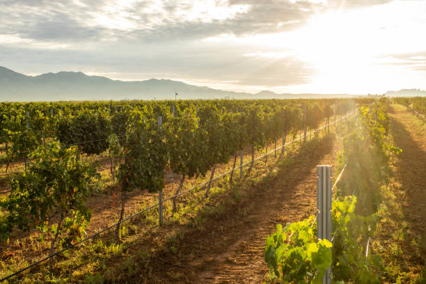 istock Bright sunrise over vineyard grape rows vines mountains in distance 1223662158