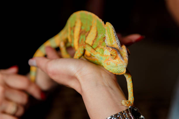 istock green chameleon in man's hand 1223664658