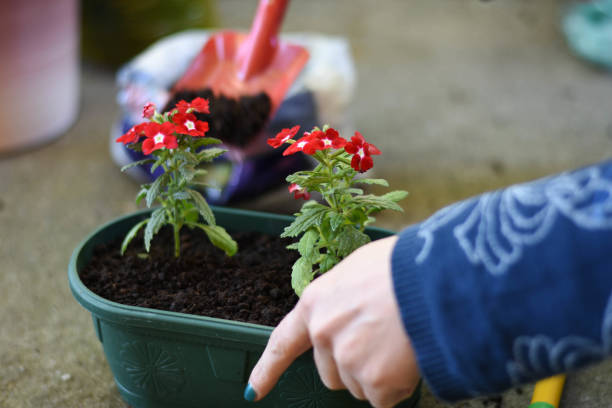 istock Woman 's hands planting spring flowers 1223664741