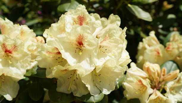 istock Flowers in Vevey, spring time, Switzerland. 1223665998