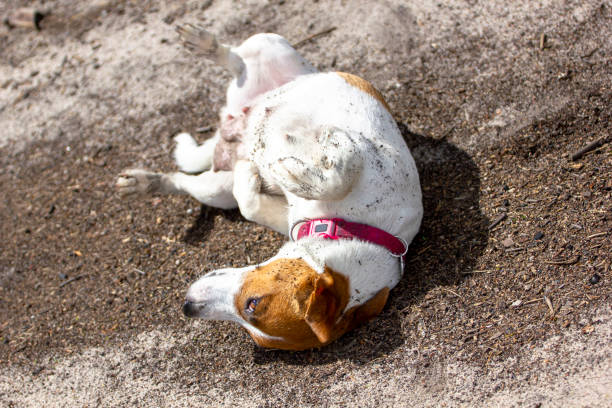 istock happy lactating female bitch jack russell terrier wallowing in the mud on a forest path, natural background 1223667673