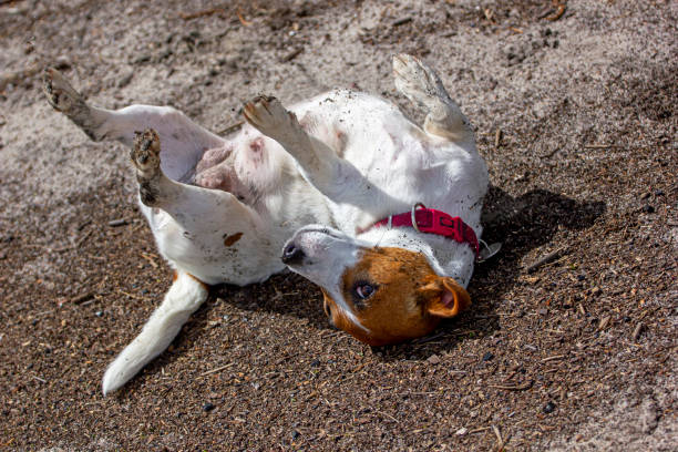istock happy lactating female bitch jack russell terrier wallowing in the mud on a forest path on a sunny day. Natural background 1223667674