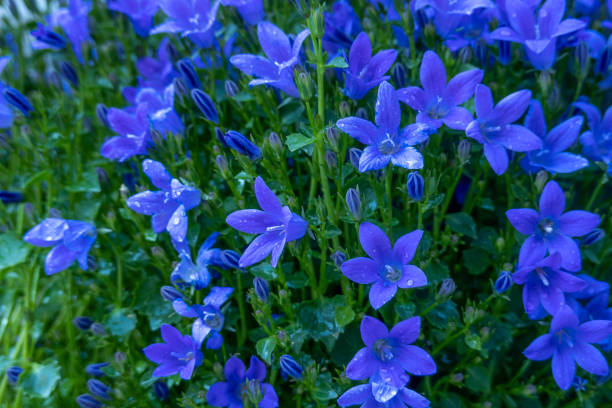 кампанула карпатика - campanula стоковые фото и изображения