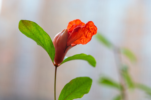 Fresh pomegranate flower on the tree near window