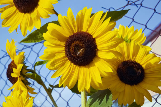 istock Ornamental sunflowers on sky background 1223670683