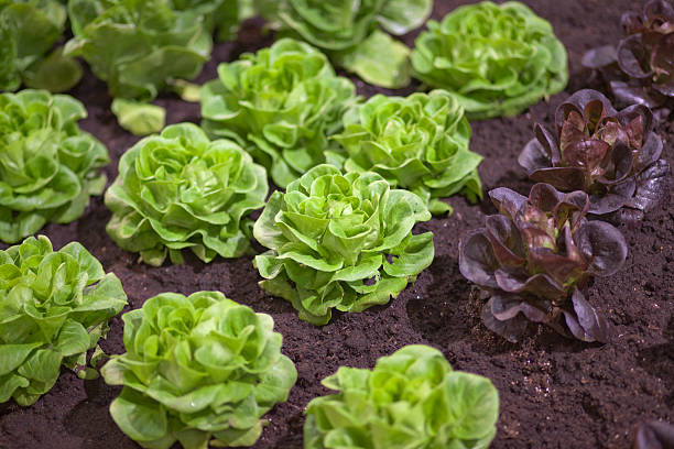 ogród warzywny - bibb lettuce zdjęcia i obrazy z banku zdjęć