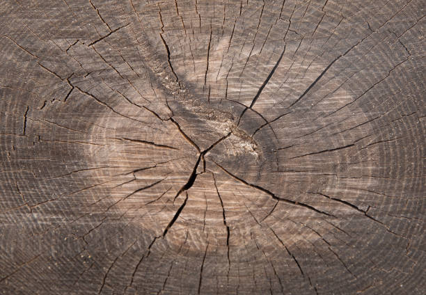 istock old log of wood as a background with texture 1223671648