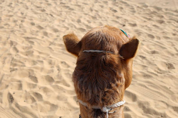 Camel On The Beach Of Cape Verde